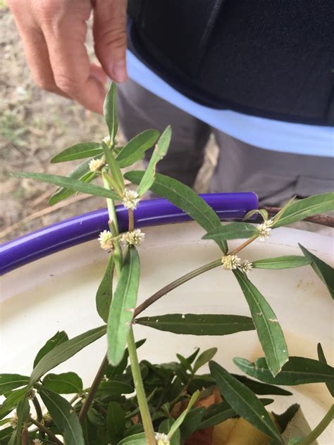 Alternanthera from 中林路, 林邊鄉, TW on May 31, 2021 at 03:10 PM by jayho · iNaturalist