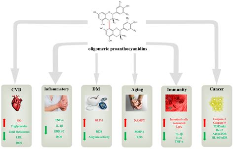 Antioxidants | Free Full-Text | Oligomeric Proanthocyanidins: An Updated Review of Their Natural ...