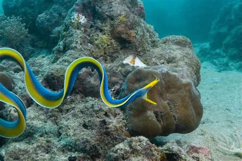 Ribbon eel: care guide, quick facts, compatibility & feeding