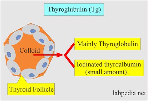 Thyroglobulin Structure