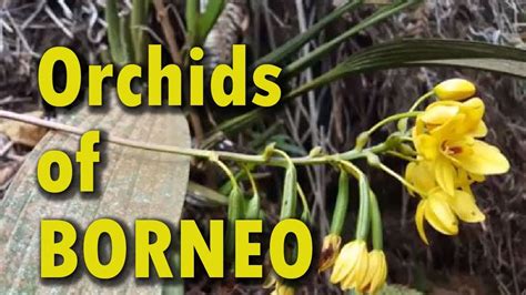 Orchids of Borneo - YouTube