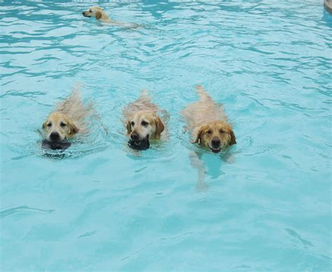 This Is What A ‘Pool Pawty’ At A Dog Daycare Center Looks Like | Bored Panda