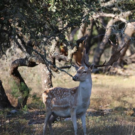 Texas Exotic Hunting Ranch | Guided Exotic Hunts — Lazy CK Ranch