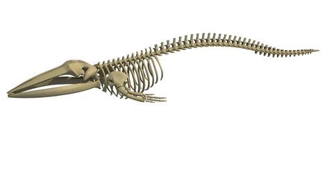 Fin Whale Skeleton 3D Model $99 - .3dm .3ds .c4d .lwo .max .ma .obj ...