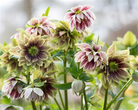 Types of hellebores: 13 varieties to brighten winter gardens | Gardeningetc