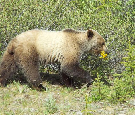 Brown Bears Habitat