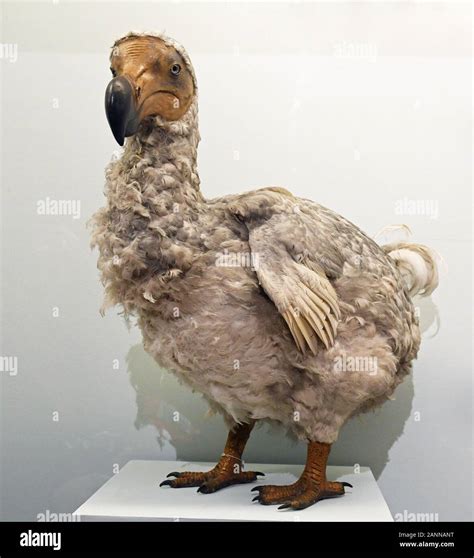 Extinct Dodo Bird High Resolution Stock Photography and Images - Alamy