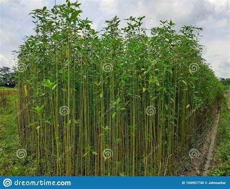 Jute Plant in the Field. Jute Cultivation in Assam in India Stock Photo ...