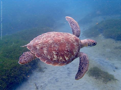 Snorkeling en Martinique | Les meilleurs spots de snorkeling en Martinique