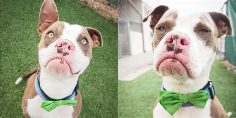 Photo Helps Dog With Grumpy Face Find A Home - The Dodo