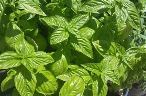 5 Basil Varieties for Your Herb Garden | Fruit and Vegetable Gardening