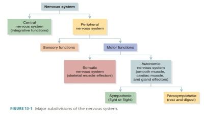 Sensory Receptors Types And Functions