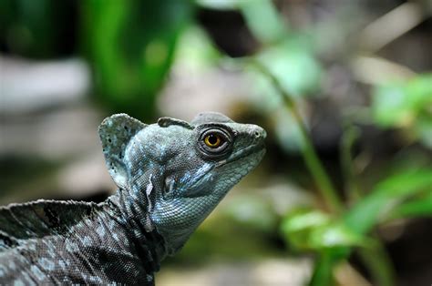 Lizard in a Rainforest | Live Science