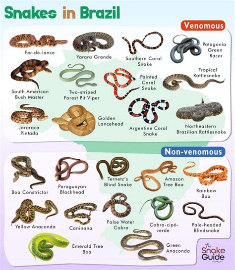 List of Common Venomous and Non-venomous Snakes in Brazil with Pictures