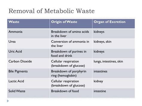 PPT - Homeostasis PowerPoint Presentation - ID:1562690