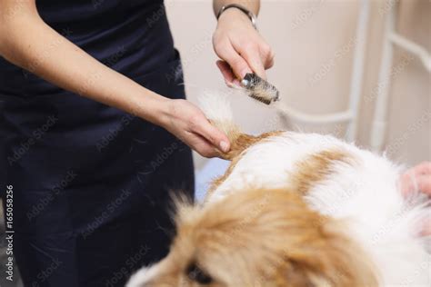 Jack Russell Terrier getting his hair cut Stock Photo | Adobe Stock