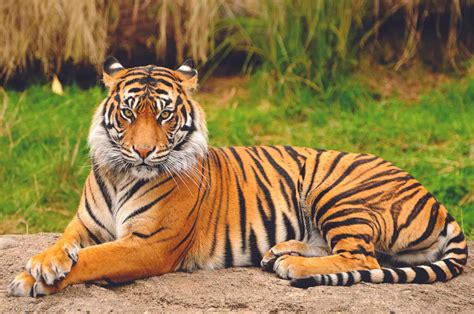 The Largest Tiger Weighed as much as a Horse - 3 Reasons It Grew So ...