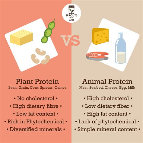 Plant Protein VS Animal Protein - Sprouts In A Jar