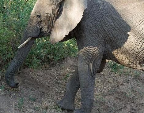 About animals: African Bush Elephant Conservation Status And Life Today