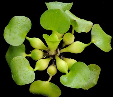 Tanaman Eceng Gondok (Water Hyacinth) - BibitBunga.com