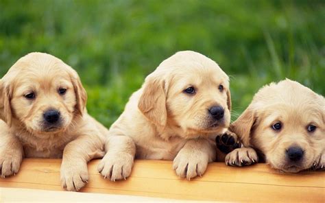 Labrador Puppies Wallpapers - Top Free Labrador Puppies Backgrounds - WallpaperAccess