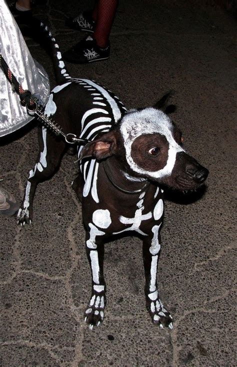 Dog skeleton costume - Really funny pictures collection on picshag.com