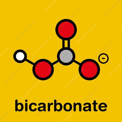 Hydrogen Carbonate Ion