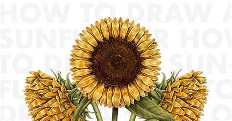 Easy Sunflower Drawing Step By | Best Flower Site