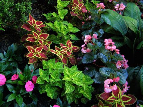 Pocket Gardens in Chicago | Plante ombre, Plantes qui aiment l'ombre, Plantes vivaces d'ombre