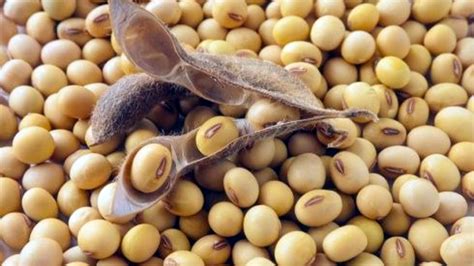 Soybean varieties early maturing, mid-maturing, late, high-yielding (Mezenka, Lisbon, Maksus ...