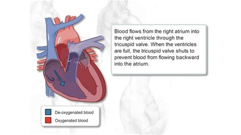 Blood flow through the heart — Science Learning Hub