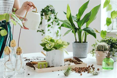 Plantes d’intérieur : plante verte intérieur | Détente jardin