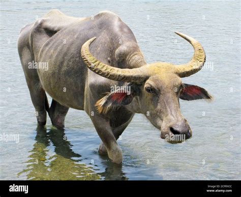 Close-up portrait of a massive water buffalo with big horns. This carabao leaving a pool of ...