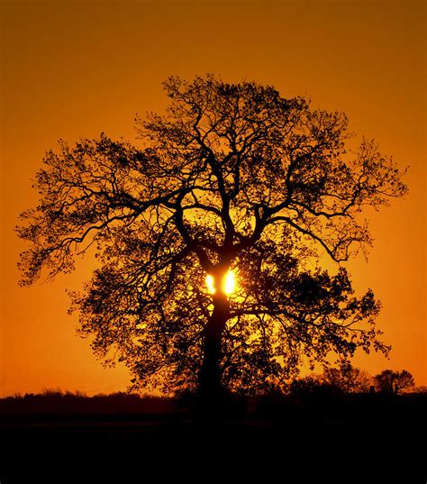 Sunrise Tree Silhouette Photograph by Darren Burroughs - Fine Art America