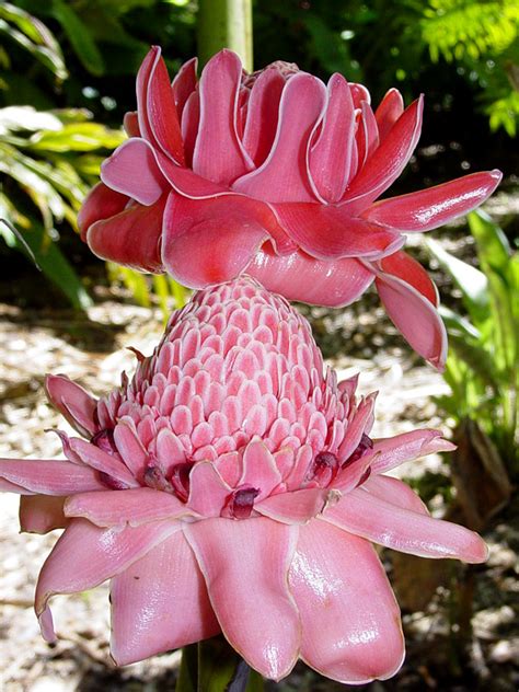 XL Borneo Pink Torch Ginger Plant (etlingera elatior) – Real Tropicals