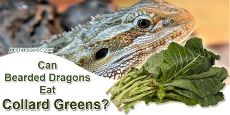 Can Bearded Dragons Eat Collard Greens? - Reptiles Guide