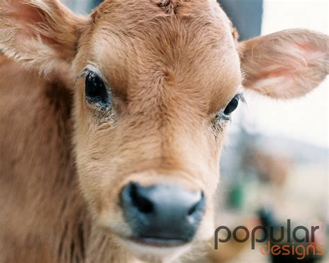 8x10 Baby Calf photo / Cow Farm theme / on the farm