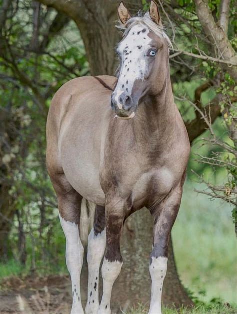 Grulla: Like all dun horses, a grulla (or black dun) has a lighter body coat than mane and tail ...