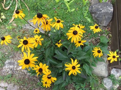 Black-Eyed Susan (Rudbeckia Hirta): How to Grow and Care | Florgeous