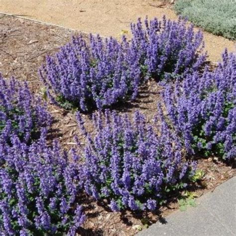 cat's pajamas catmint seeds - Darline Sizemore