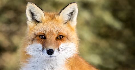 Domestication : des gènes identifiés chez le renard