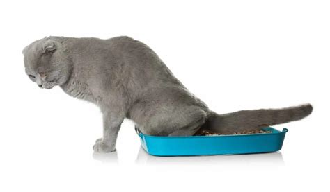 Litter Box Problems? 8 Reasons Cats Snub the Box & What To Do