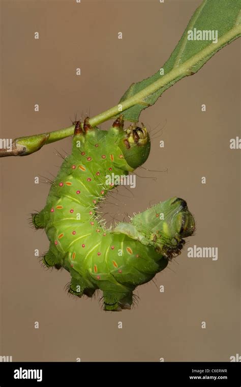 Luna moth caterpillar (Actias luna) shedding its skin Stock Photo - Alamy