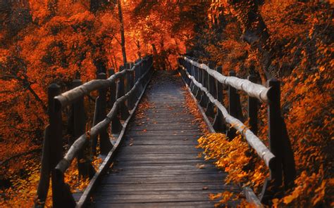 2560x1600 Resolution A Bridge in Autumn Season 2560x1600 Resolution ...