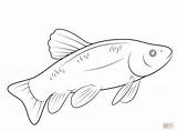 Rainbow Trout Drawing Sketch Coloring Page sketch template