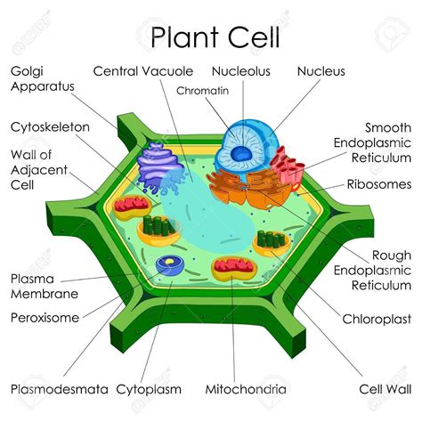 education chart of biology for plant cell diagram stock photo Plant Cell Project Models, Animal ...