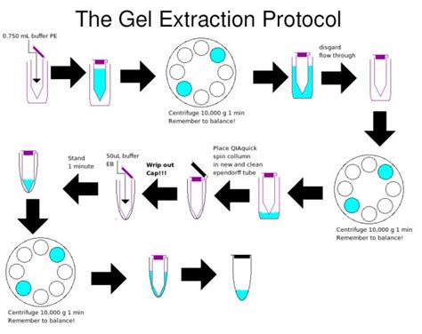 McGill/Gel Extraction - 2007.igem.org