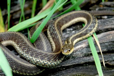 15 Most Common Species of Snakes in Michigan: Pictures + Facts