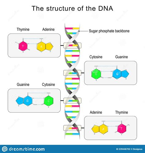 DNA Structure. Base Pairing and Nucleotide Stock Vector - Illustration ...