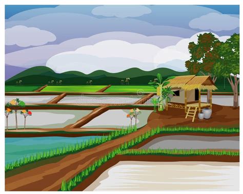 Paddy field stock vector. Illustration of rice, seeding - 130236359